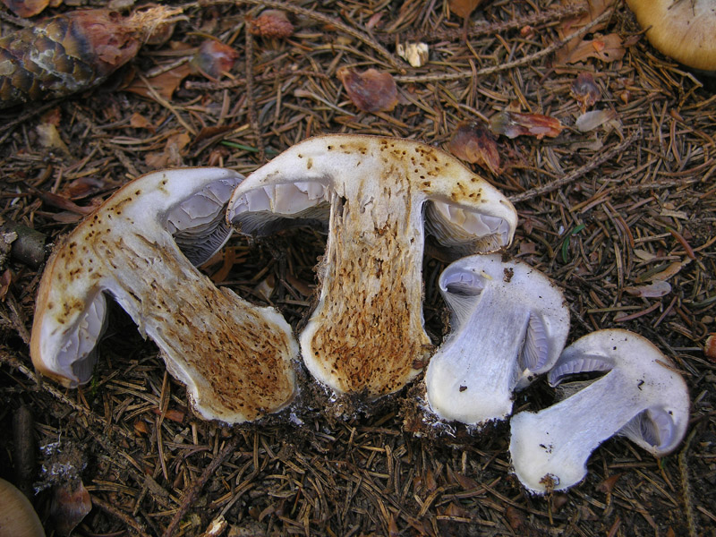 Cortinarius glaucopus